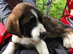 A St. Bernard-cross puppy is seen in this undated handout photo.