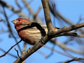The house finch