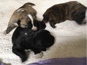 The Ontario SPCA is seeking the public's assistance to locate puppies that were allegedly being sold online by a Cornwall woman when they were only days old.