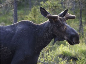 A moose.