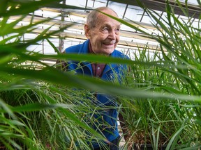 Dr. Gerry Mulligan, seen here with some weeds he's growing in his research greenhouse at the Experimental Farm, is the fifth or sixth generation from his family who has worked on the farm. It used to be their land, and they kept at it when it was expropriated for agricultural research in the late 1800s. He's a weed scientist.