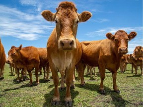 Beef cattle standing in a field.