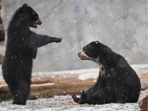Two bears play in the snow.