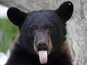 Black bear