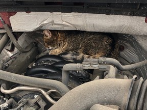 A small cat stowed away in a car engine compartment for warmth and travelled from Manotick to Centrepointe.