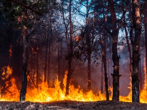 This file photo shows flames from a massive forest fire. (Getty Images file photo)