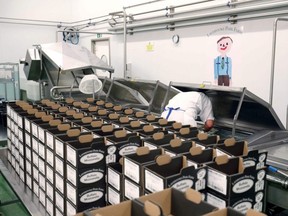 Delivery boxes are stacked on the table as Cheesemaker Radek Bernas watches mozzarella cheese move along the production line in the dairy at Laverstoke Park Farm near Overton, Hampshire, England on Feb. 6, 2019.