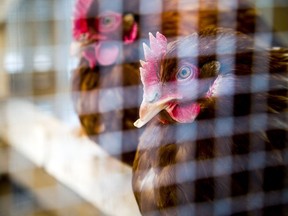 Backyard chickens at a Gatineau home were part of a pilot project in 2018.