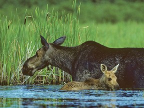 Moose in Algonquin Park.