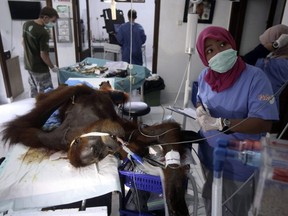 In this photo taken Sunday, March 17, 2019, veterinarians and volunteers of Sumatra Orangutan Conservation Programme (SOCP) tend to a female orangutan they named 'Hope' during a surgery for infections in some parts of the body and to fix broken bones, at SOCP facility in Sibolangit, North Sumatra, Indonesia.
