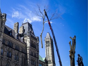 Crews cut down a century-old American Elm on Parliament Hill on Saturday, April 13, 2019.