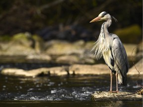 A heron takes in the view.