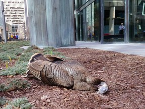 A young female wild turkey died after reportedly being chased into a window by a dog on Sparks Street on Tuesday.