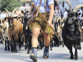 A goat herder leads the animals down from the mountains.