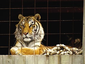A tiger belonging to Norm Buwalda stares out the window of a barn on his property near Shedden. One of the tigers mauled a 10-year-old boy Sunday morning sending him to hospital with non life-threatening injuries. Photo taken April 6, 2013.