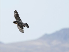 An adult peregrine falcon circles near its nest on a ledge overlooking Lake Mead in Temple Bar, Ariz.