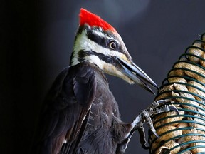 Please credit Herb Weber. Pileated woodpecker, feeder at a home near Mud Lake. For story by Tom Spears.