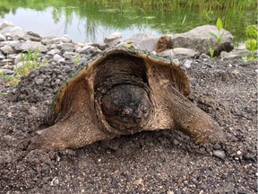 A female snapping turtle digs into the gravel to lay her eggs along the shoulder of a rural road north of Kingston