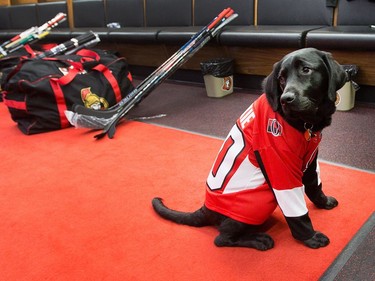 "Rookie", the Canadian Guide Dog puppy being trained by the team, looks a little lost in an empty dressing room as the Ottawa Senators wrap up their season by clearing out their lockers and head home.  Photo by Wayne Cuddington/ Postmedia