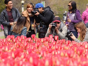 Fuscia-coloured tulips draws cameras by the dozen as people either shots the blooms alone or got pictures among them. On Sunday thousands flocked to Dows Lake to see the tulips in bloom during the opening weekend of the Tulip Festival, which runs until May 20, 2019.