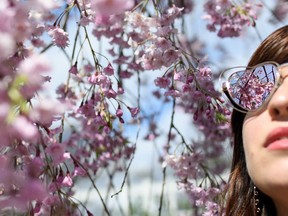 Blossoms are reflected in sunglasses.