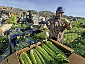 Beto Pina bites into a stalk of celery while working the fields Monday, Nov. 14, 2005, on the Deardorff-Jackson Co. farm near Fillmore, Calif.