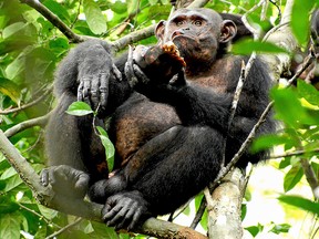 In this photo provided by the Max Planck Institute a wild chimpanzee eats a tortoise, whose hard shell was cracked against tree trunks before scooping out the meat at the Loango National Park on the Atlantic coast of Gabon, May 20, 2019. Researchers from the Max Planck Institute for Evolutionary Anthropology in Leipzig and the University of Osnabrueck said Thursday they spotted the unusual behavior dozens of times in a group of chimpanzees at Loango National Park in Gabon.