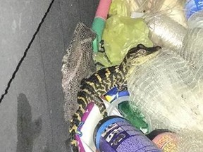 Charlotte County Sheriff's officials shared this photo of an alligator they say was stuffed in a woman's pants during a traffic stop in Florida. (Charlotte County Sheriff's Office)