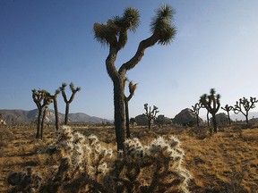 Joshua Tree National Park.