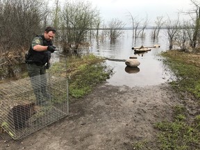 The wandering beaver was released further west within the Greenbelt on the Ottawa River.   Jason Pink, Senior Conservation Officer with the NCC was on the scene.