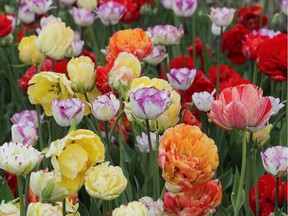 Tulips at the Ottawa Tulip Festival at Dow's Lake in Ottawa Monday May 20, 2019. The Tulip Festival at Dow's lake was busy with hundreds of people enjoying and taking photos of tulips.