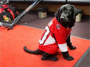 Rookie the Sens Pup