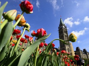 Tulips bloom on Parliament Hill in Ottawa on Wednesday, May 15, 2019.