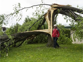 Long time area resident Marc Falardeau checks the trees damaged by a tornado that touched down in Orleans on Sunday evening. June 3, 2019.