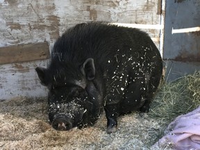 Thanks to a network of pig-loving volunteers, Kevin Bacon the potbellied pig has had a happy new home on a Mississippi Station hobby farm since Father's Day. He'd faced an uncertain future after his former owner posted an ad on Kijiji saying he'd be euthanized or butchered if he couldn't find new owners.