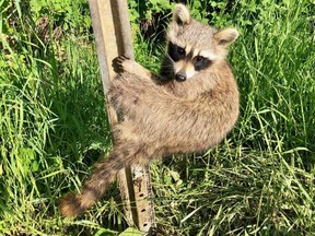 Sharbot Lake #OPP responded today when a raccoon had its leg stuck in a sign. Members of @ONenvironment assisted. The little guy had a broken leg. Thanks to the MOE crew for transporting him to the Sandy Pines Wildlife Centre.