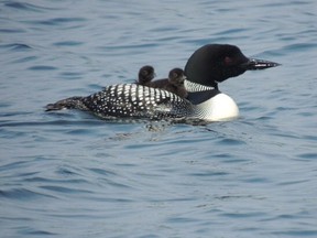 Loon chick riding on mother's back.