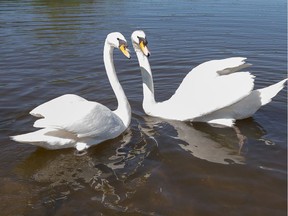 The days of the Royal Swans seen in the Rideau River in Ottawa, are numbered.