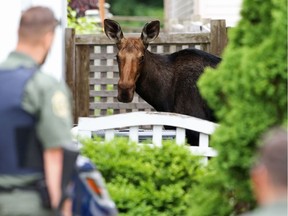 Moose on the loose on Valin Street in Orleans, July 22, 2019.