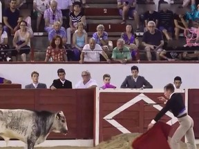 Young bullfighter attacking a calf with a sword.