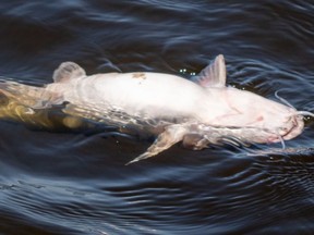 A file photo of one of the dead fish found in the Ottawa and LIèvre rivers in early July. More dead fish were found this past week, Ottawa Riverkeeper has reported.