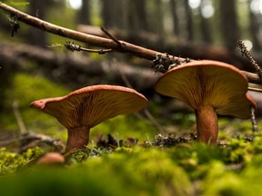 Mushrooms, moss and other fungi on the forest floor along Burnt Timber Creek west of Water Valley, Alta.