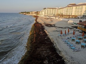 Sargassum seaweed covers the beach in Playa del Carmen, Mexico, Wednesday, May 8, 2019. (AP Photo/Victor Ruiz)