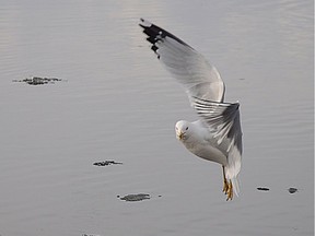 Seagull flying over the Ottawa River.