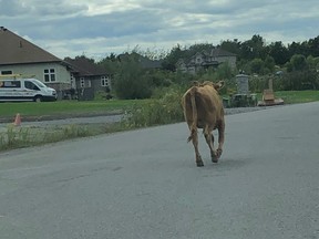 A small bull wanders down Evening Shadow Avenue on Thursday.