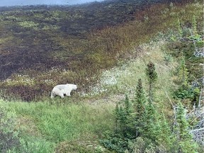 A polar bear is viewed from a Royal Canadian Mounted Police (RCMP) helicopter during a manhunt for Kam McLeod, 19, and Bryer Schmegelsky, 18 near Gillam, Manitoba, Canada July 27, 2019.