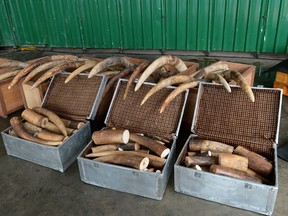 The illegal ivory are displayed before being destroyed by a rock-crusher machinery in Singapore on June 13, 2016. Singapore on June 13 destroyed 7.9 tonnes of elephant ivory it had confiscated over 2014 and 2015 estimated to be worth $9.6 million, which authorities hope will send a strong signal to those who have used the country as a conduit to smuggle endangered species and their parts.