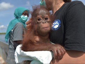 The International Animal Rescue (IAR) and Indonesian Natural Resources and Conservation Agency (BKSDA) at the Air Hitam Besar village. Villagers on the Indonesian part of jungle-clad Borneo island often keep the critically endangered apes as pets even though the practice is illegal. ADEK BERRY/AFP/Getty Images