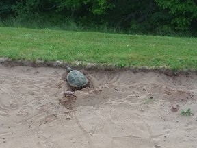 A snapping turtle named Shelley who has laid its eggs in the sand trap at the seventh hole for the second year in a row on the Debert Golf Course in Debert, N.S., is seen in this undated photo provided Aug. 6, 2019.