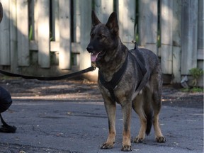Files: Ottawa police dog (K9 unit)